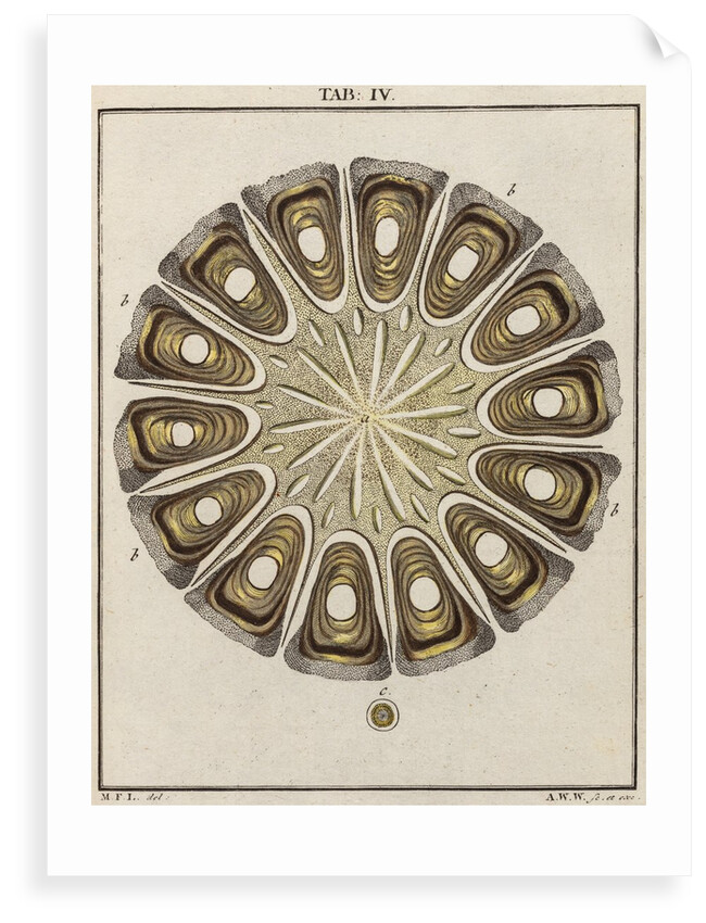 Wild mallow seed by Adam Wolfgang Winterschmidt