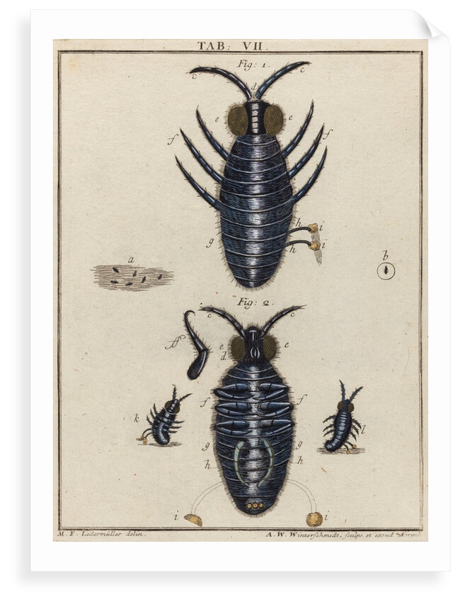 Water fleas by Adam Wolfgang Winterschmidt