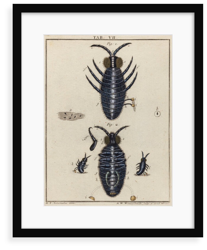 Water fleas by Adam Wolfgang Winterschmidt
