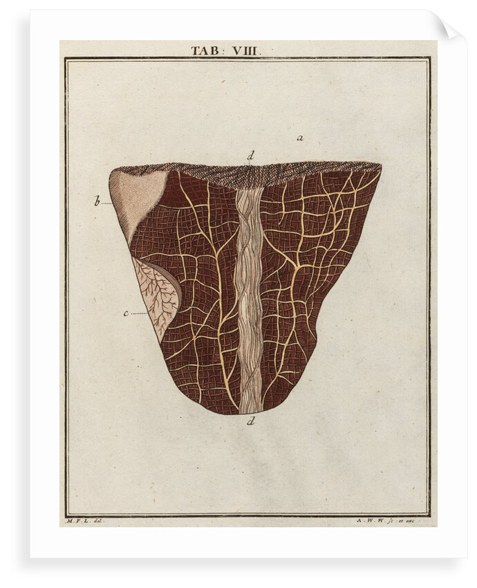 Ox tongue by Adam Wolfgang Winterschmidt