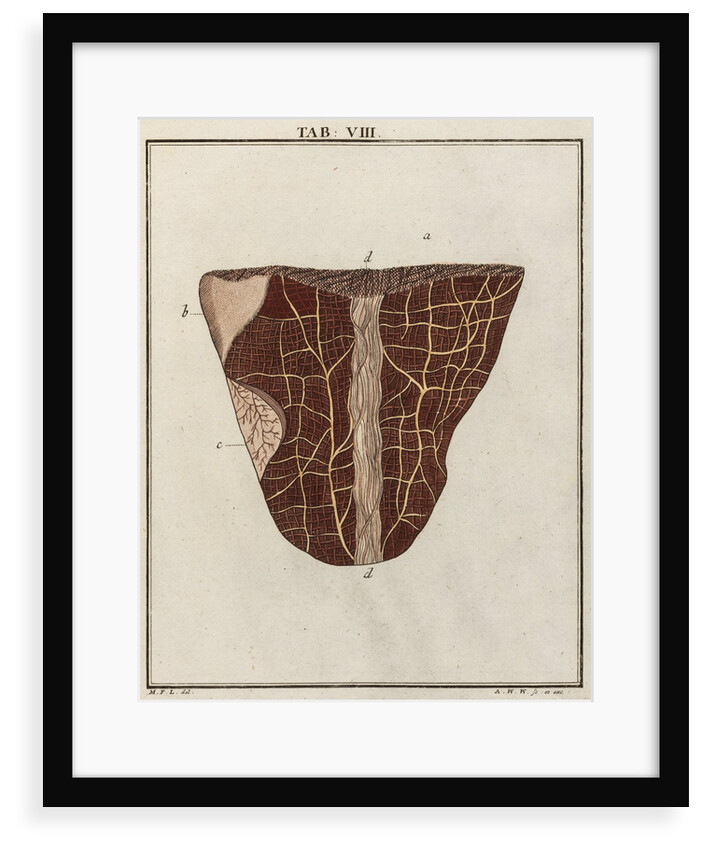 Ox tongue by Adam Wolfgang Winterschmidt