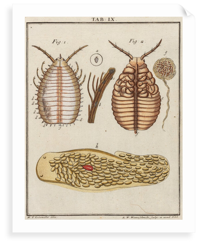 Woodlouse by Adam Wolfgang Winterschmidt