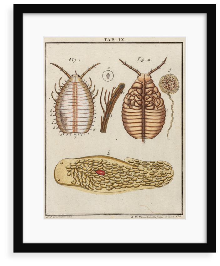 Woodlouse by Adam Wolfgang Winterschmidt