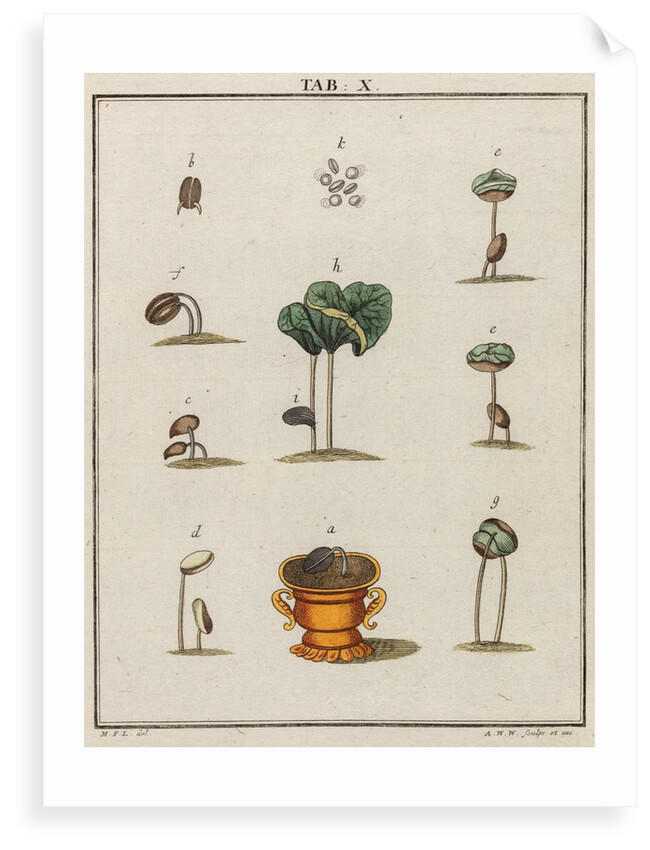 Coffee by Adam Wolfgang Winterschmidt