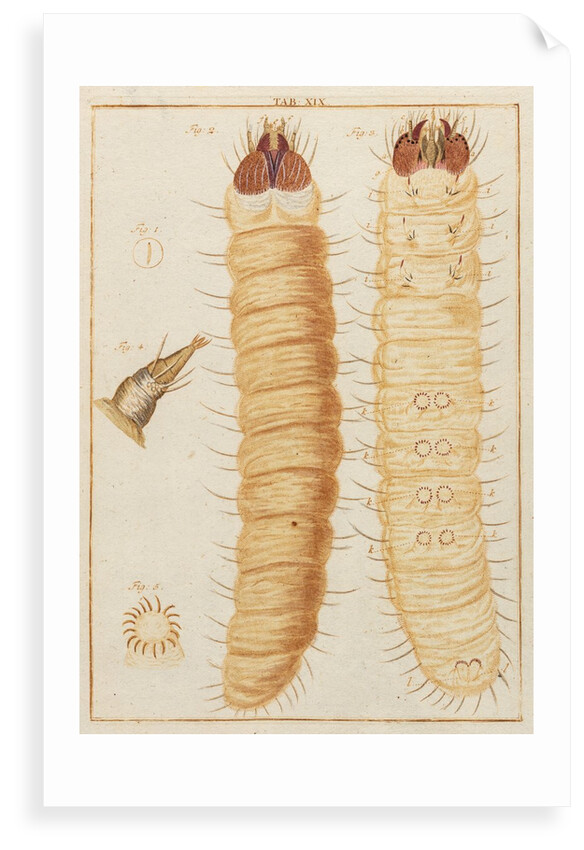 Weevil larvae by Adam Wolfgang Winterschmidt