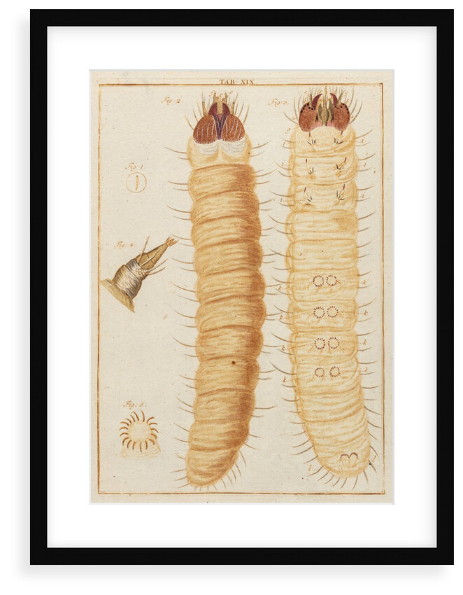 Weevil larvae by Adam Wolfgang Winterschmidt