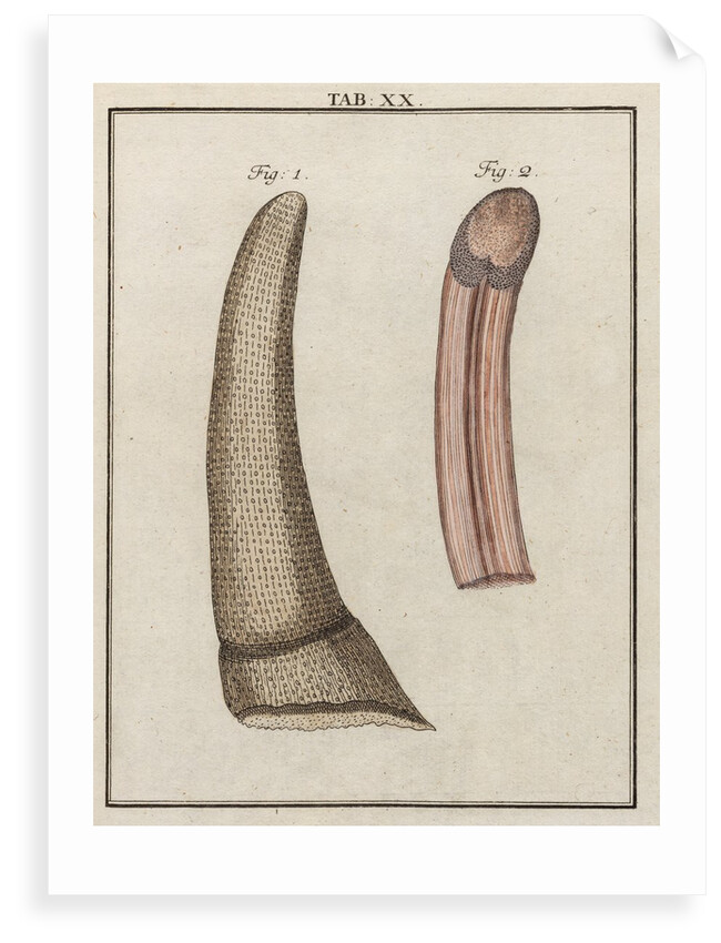 Ox tongue by Adam Wolfgang Winterschmidt