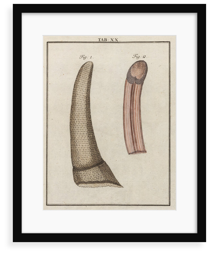 Ox tongue by Adam Wolfgang Winterschmidt