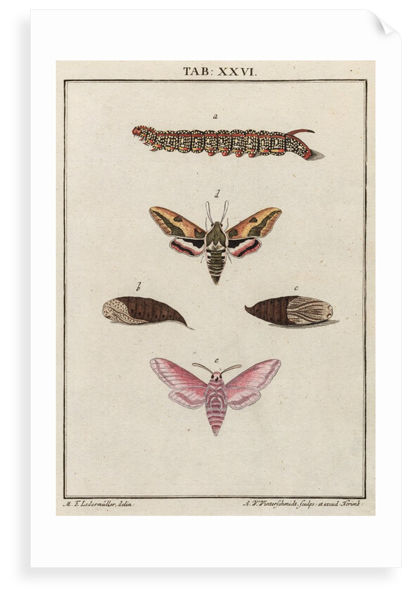 Caterpillar by Adam Wolfgang Winterschmidt