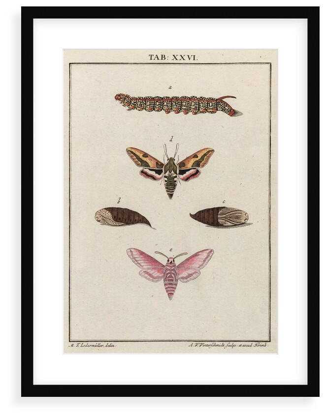 Caterpillar by Adam Wolfgang Winterschmidt