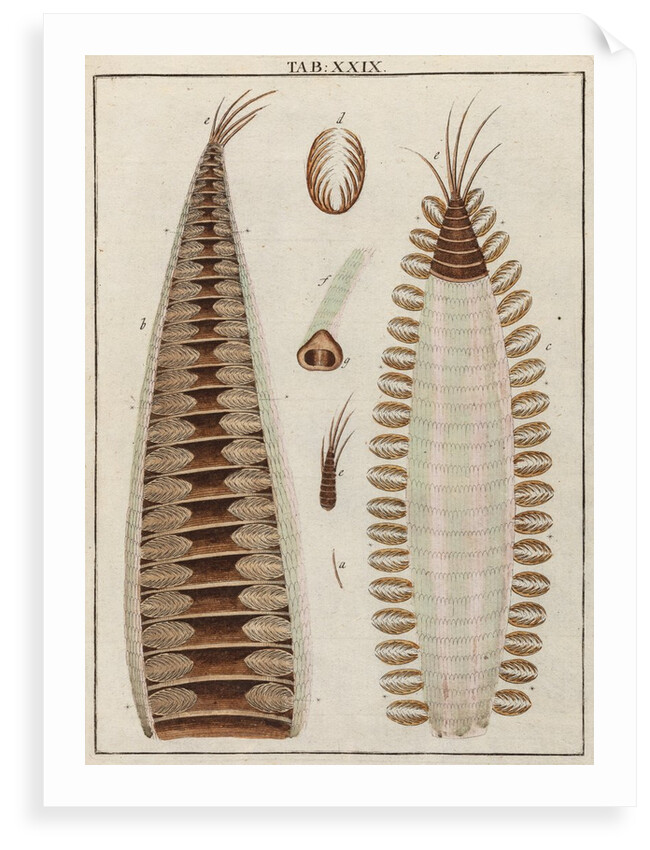 Butterfly antennae by Adam Wolfgang Winterschmidt