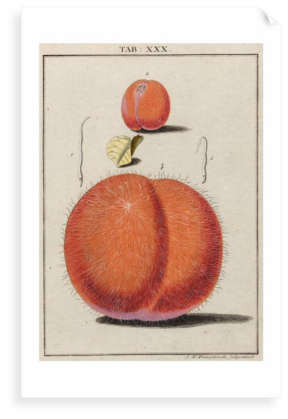 Apricot by Adam Wolfgang Winterschmidt