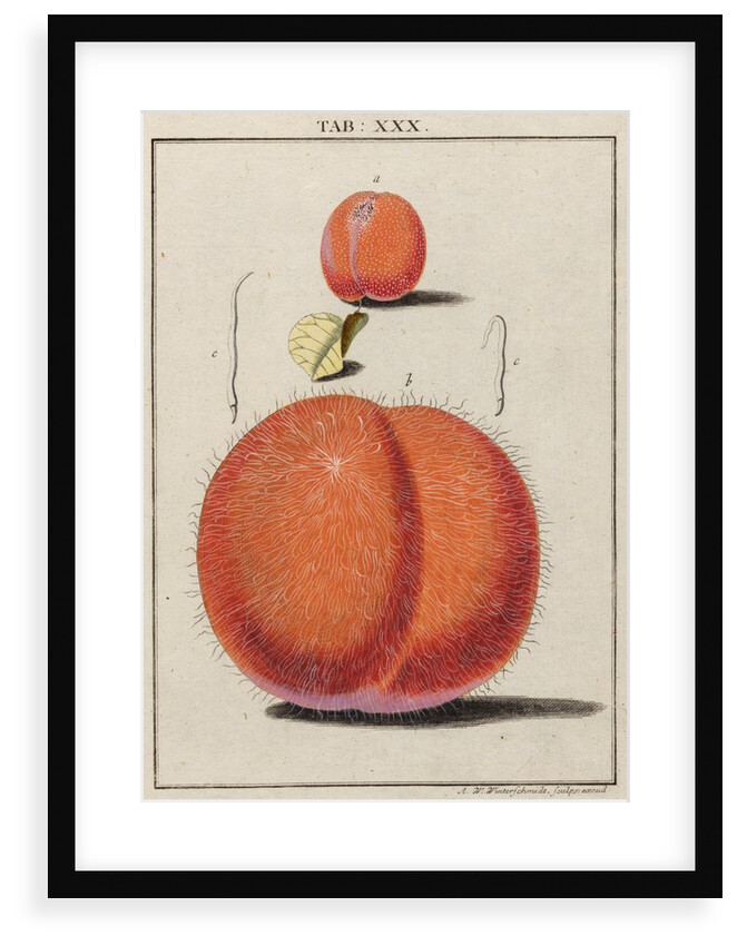 Apricot by Adam Wolfgang Winterschmidt