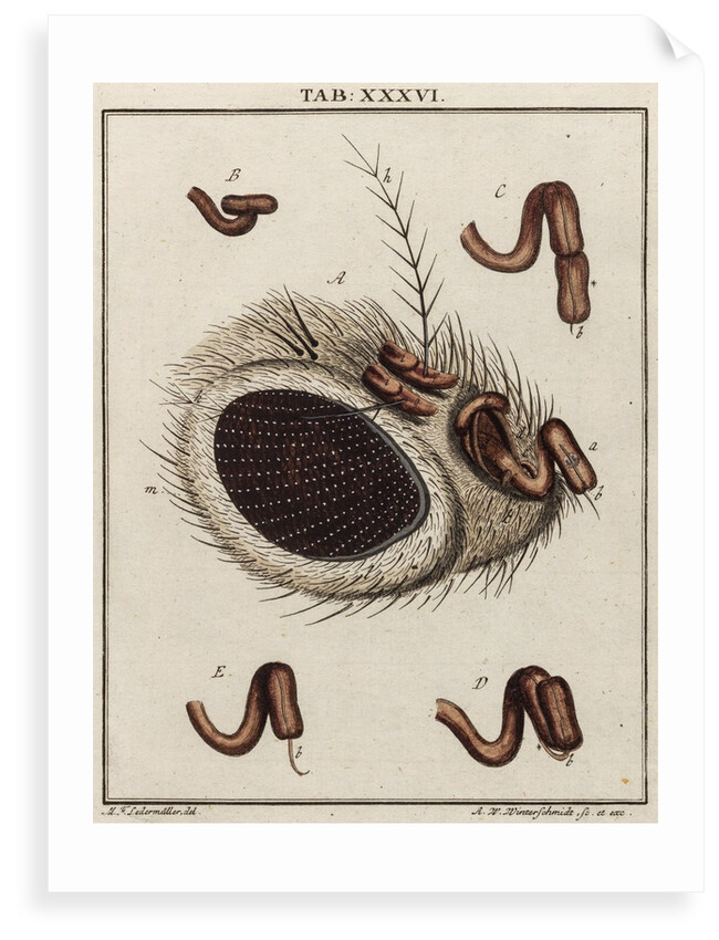 Fly head by Adam Wolfgang Winterschmidt