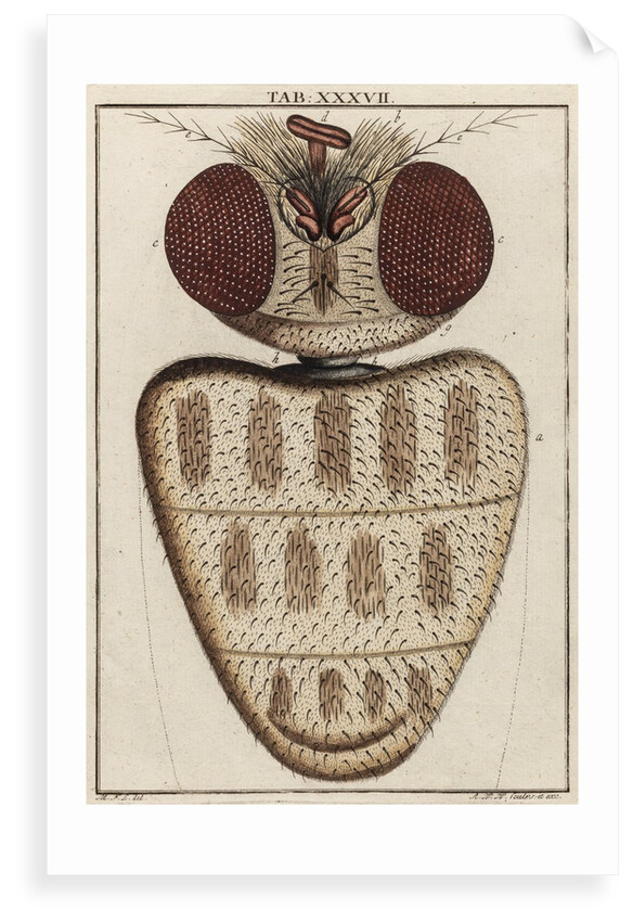 Fly head by Adam Wolfgang Winterschmidt