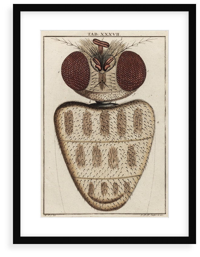 Fly head by Adam Wolfgang Winterschmidt