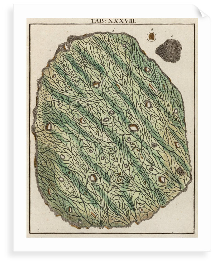 Gold specimen by Adam Wolfgang Winterschmidt