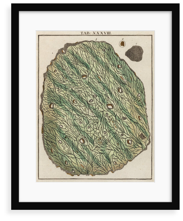 Gold specimen by Adam Wolfgang Winterschmidt