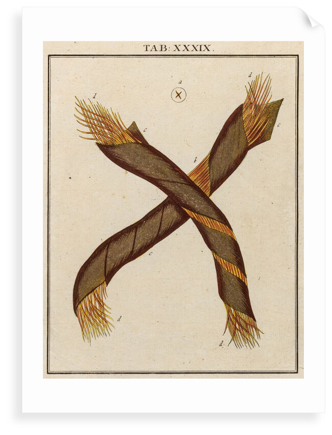 Gold thread by Adam Wolfgang Winterschmidt
