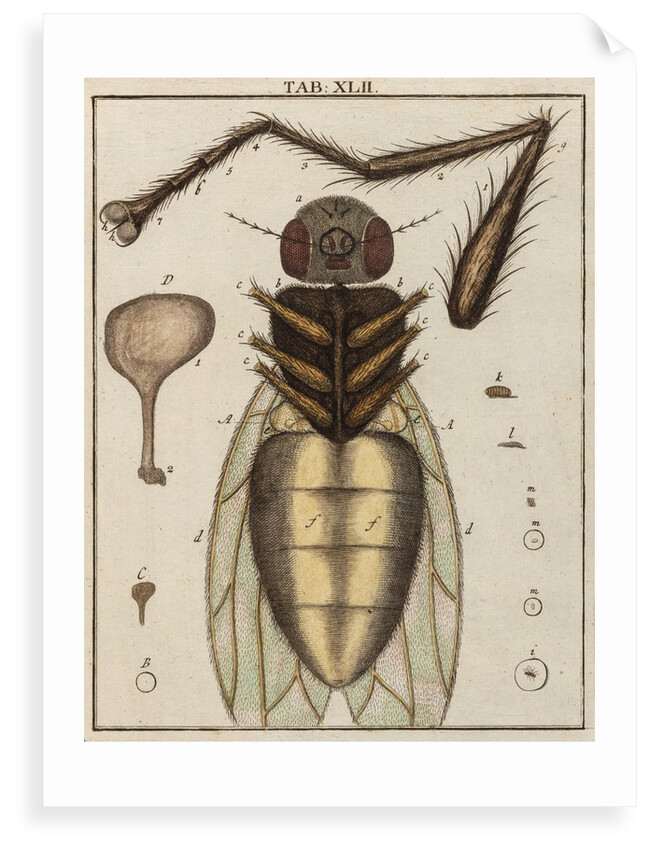 Fly by Adam Wolfgang Winterschmidt