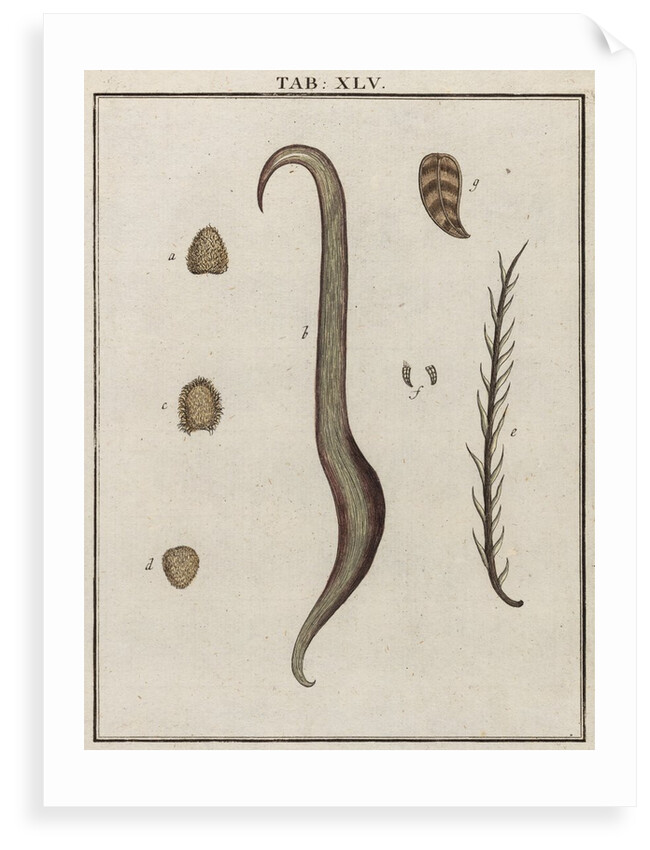 Burdock by Adam Wolfgang Winterschmidt