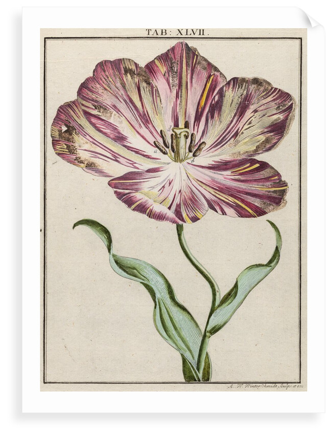 Tulip by Adam Wolfgang Winterschmidt