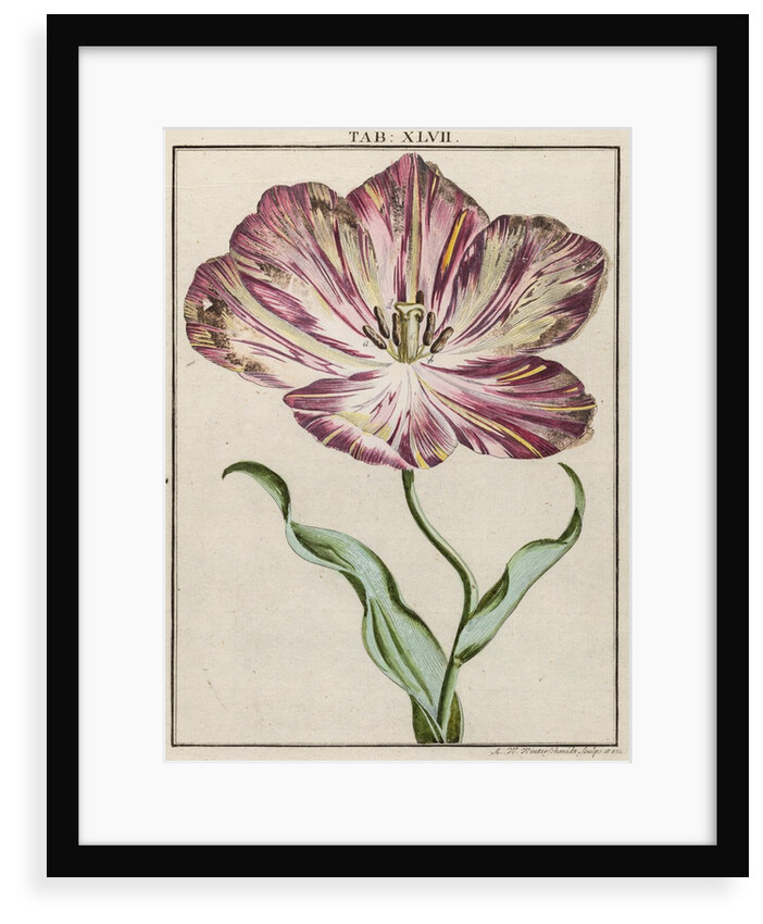 Tulip by Adam Wolfgang Winterschmidt