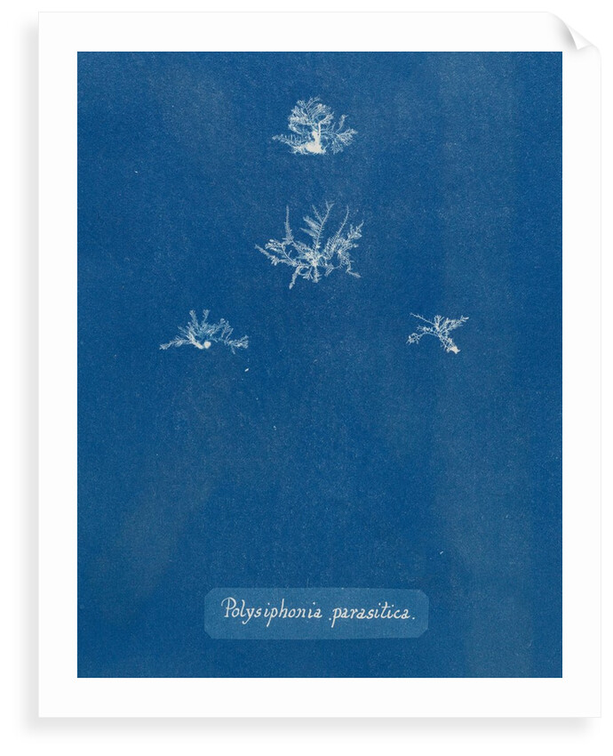 Polysiphonia parasitica by Anna Atkins