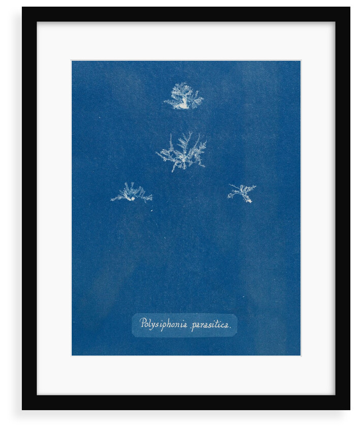 Polysiphonia parasitica by Anna Atkins