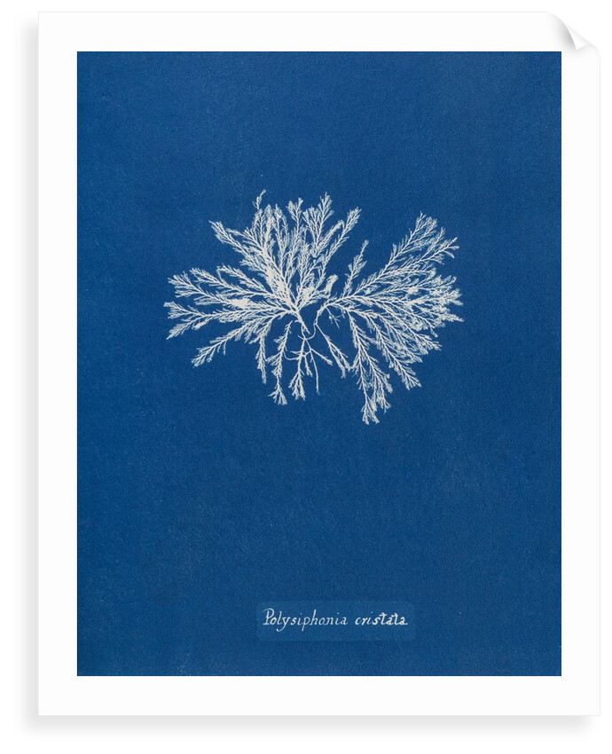 Polysiphonia cristata by Anna Atkins