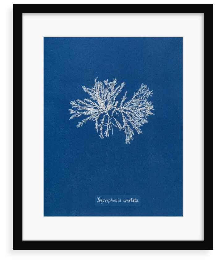 Polysiphonia cristata by Anna Atkins