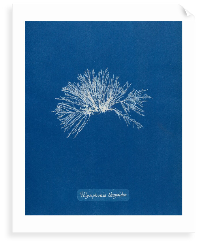 Verebrata thuyoides by Anna Atkins