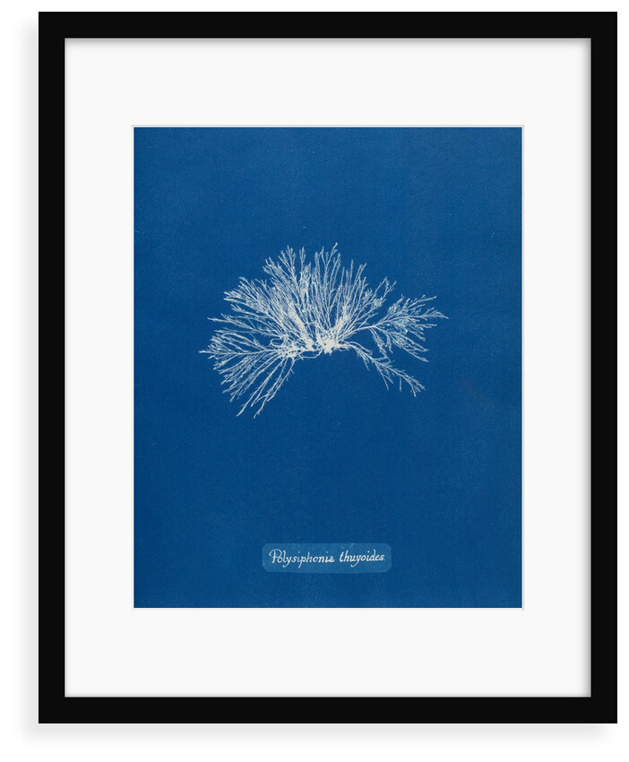 Verebrata thuyoides by Anna Atkins