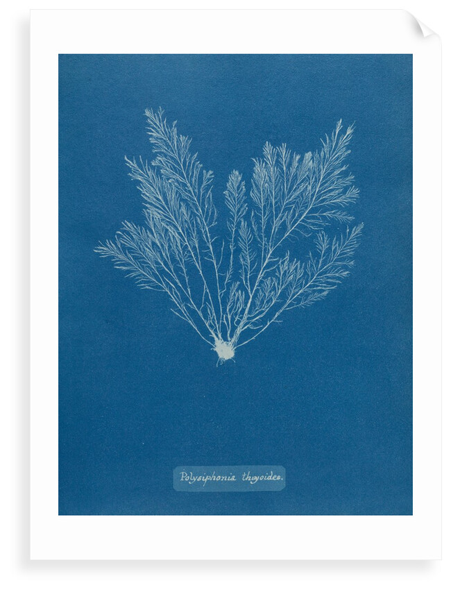 Verebrata thuyoides by Anna Atkins
