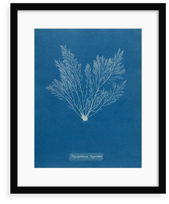 Verebrata thuyoides by Anna Atkins