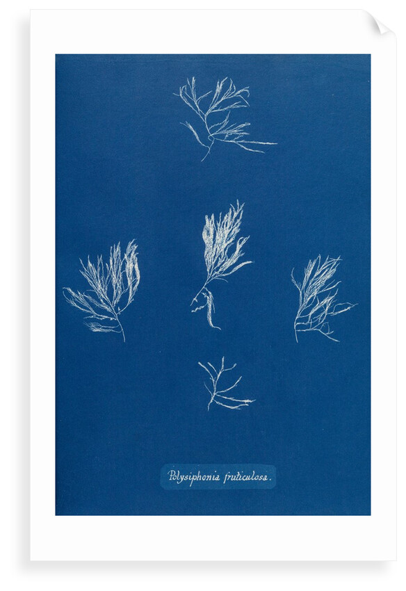 Verebrata fruticulosa by Anna Atkins