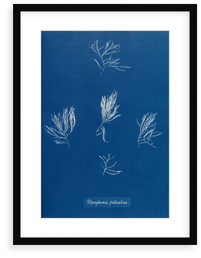 Verebrata fruticulosa by Anna Atkins