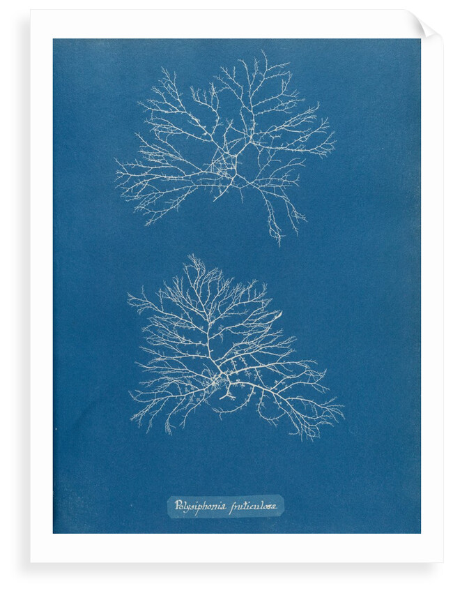 Verebrata fruticulosa by Anna Atkins