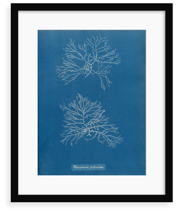 Verebrata fruticulosa by Anna Atkins