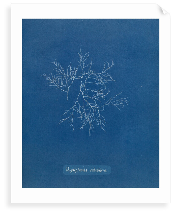 Verebrata subulifera by Anna Atkins