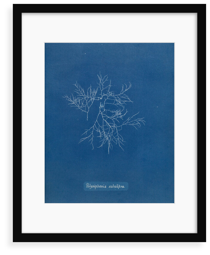 Verebrata subulifera by Anna Atkins