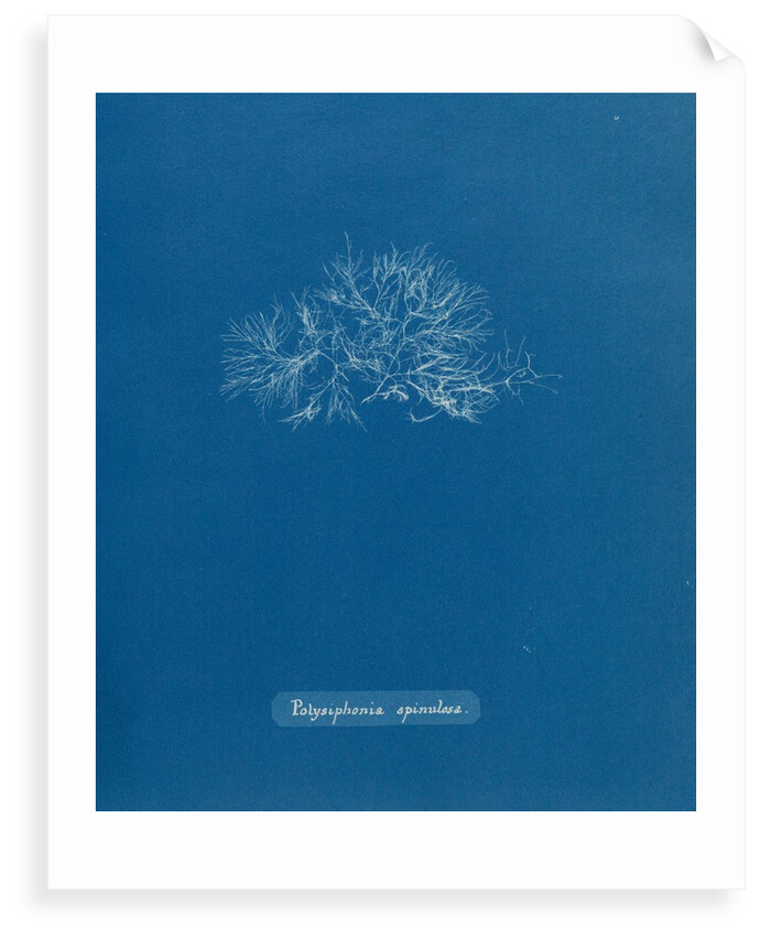 Leptosiphonia fibrillosa by Anna Atkins