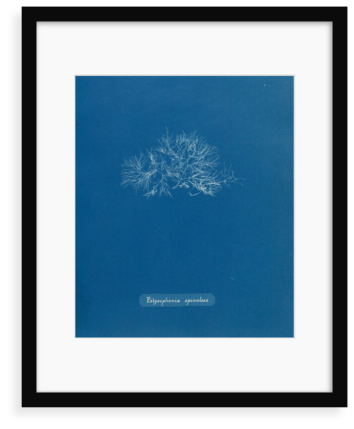 Leptosiphonia fibrillosa by Anna Atkins