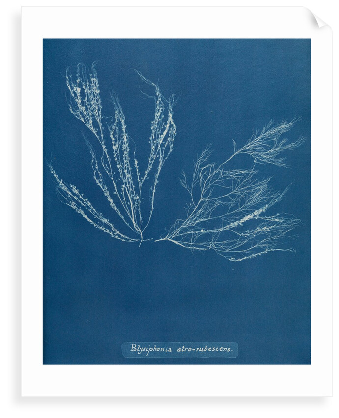 Polysiphonia nigra by Anna Atkins