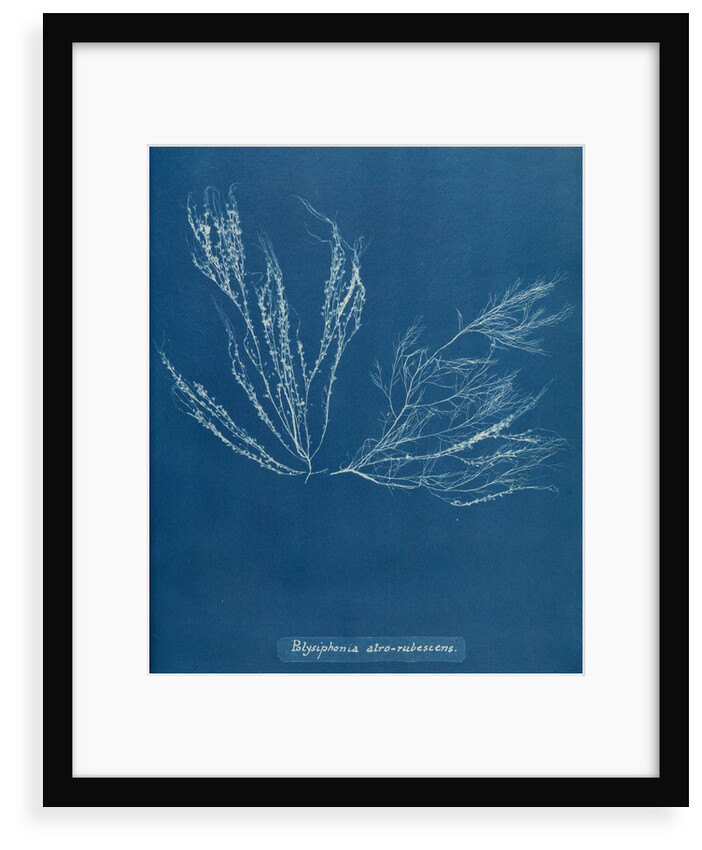 Polysiphonia nigra by Anna Atkins