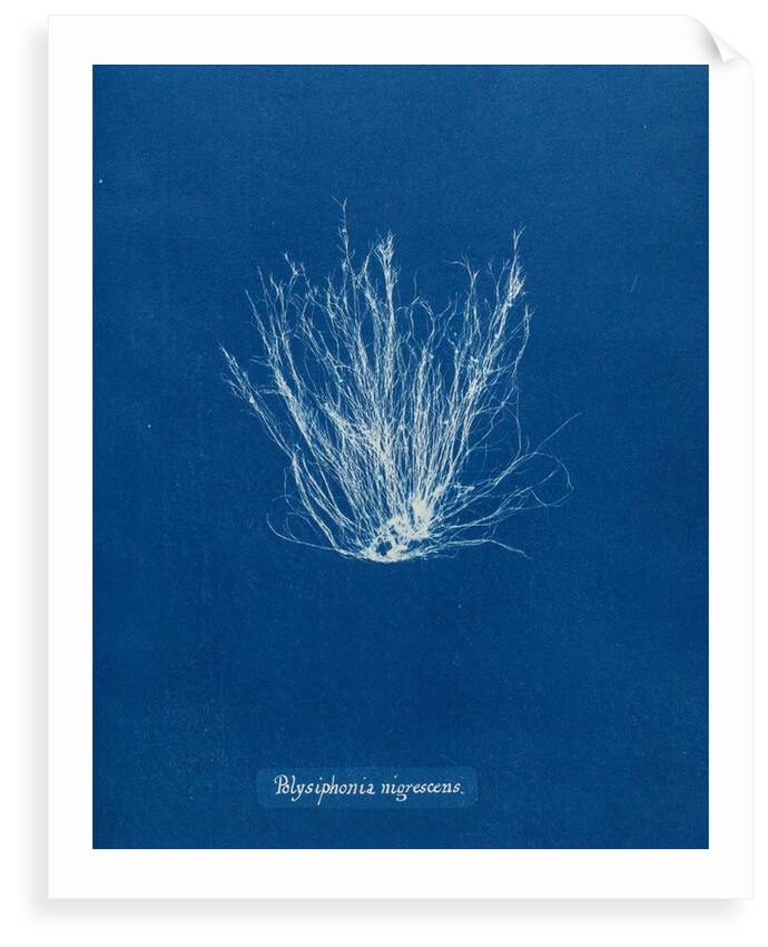 Polysiphonia nigrescens by Anna Atkins