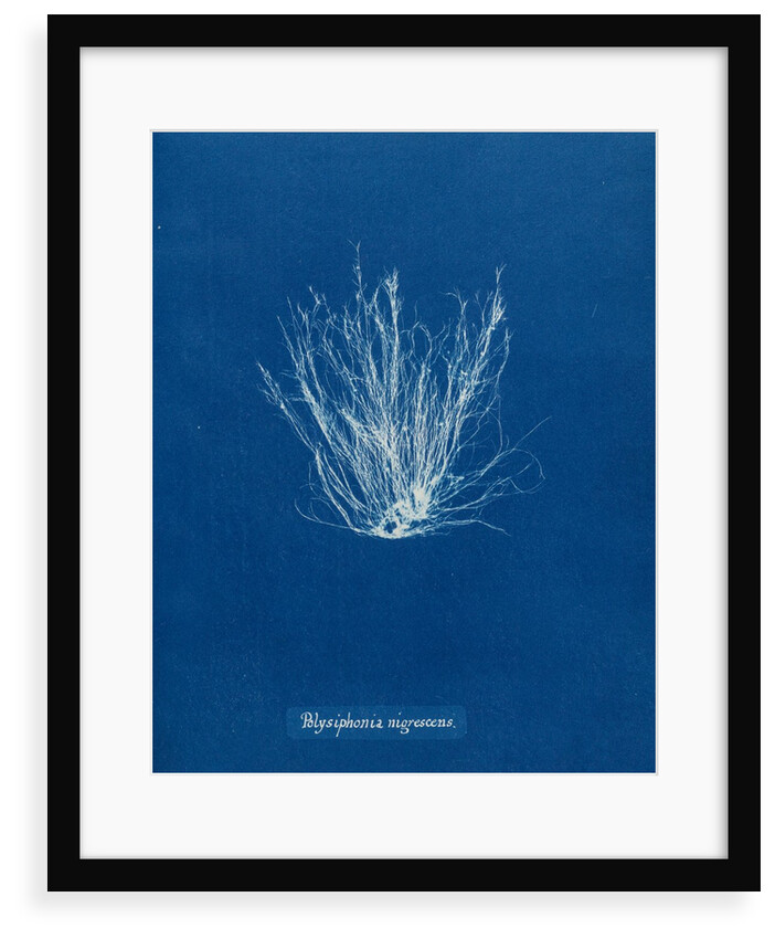 Polysiphonia nigrescens by Anna Atkins