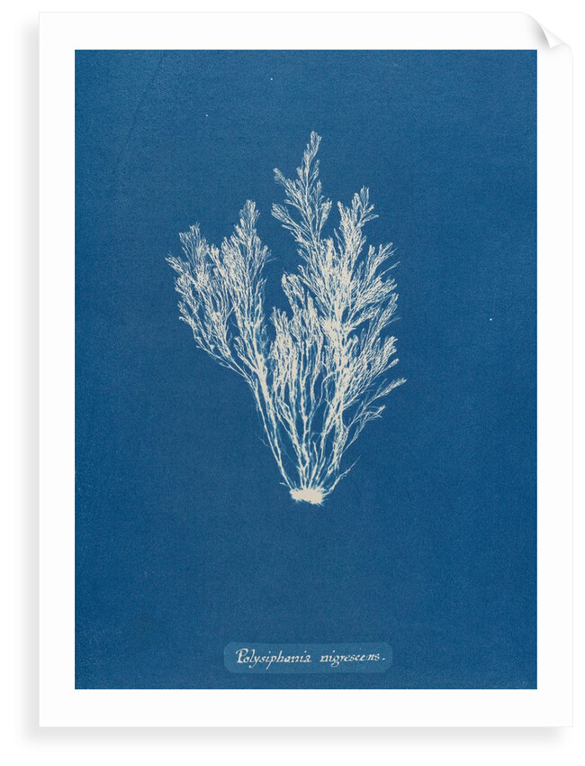 Polysiphonia nigrescens by Anna Atkins