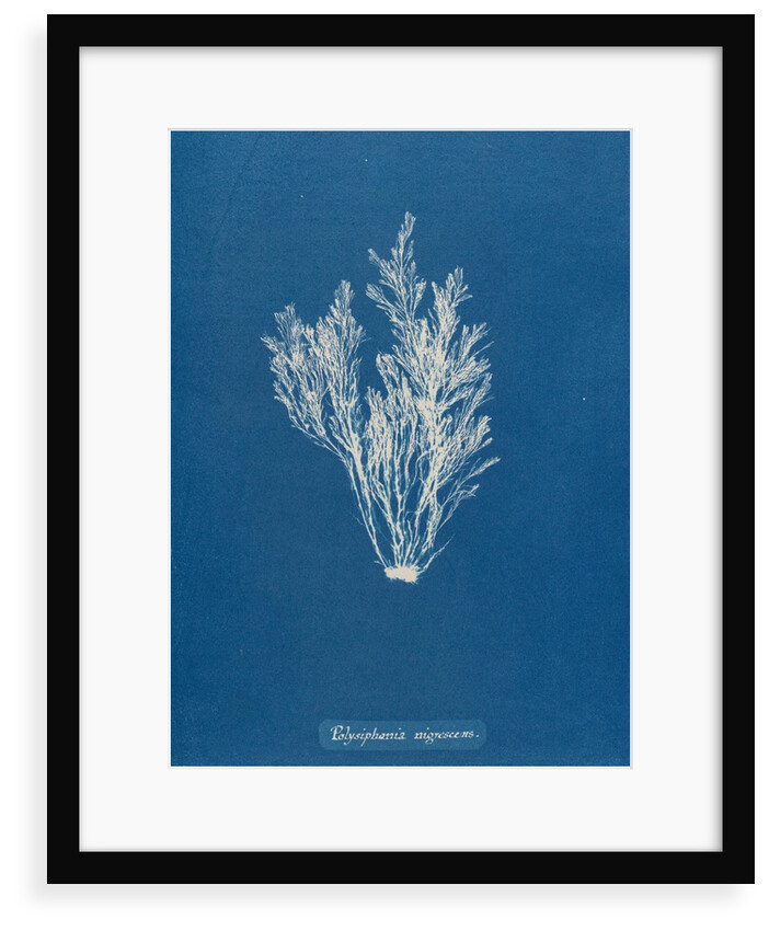 Polysiphonia nigrescens by Anna Atkins