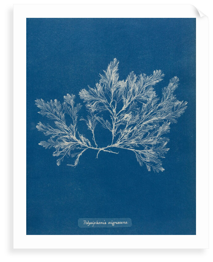 Polysiphonia nigrescens by Anna Atkins